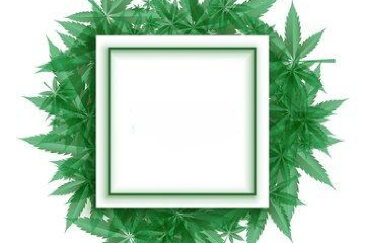 Different Options For Obtaining A Medical Marijuana Card