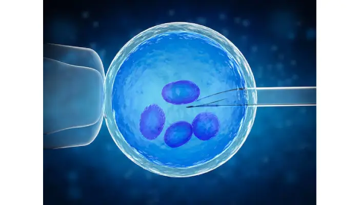 What Is Egg Donation And Who Can Benefit From It?