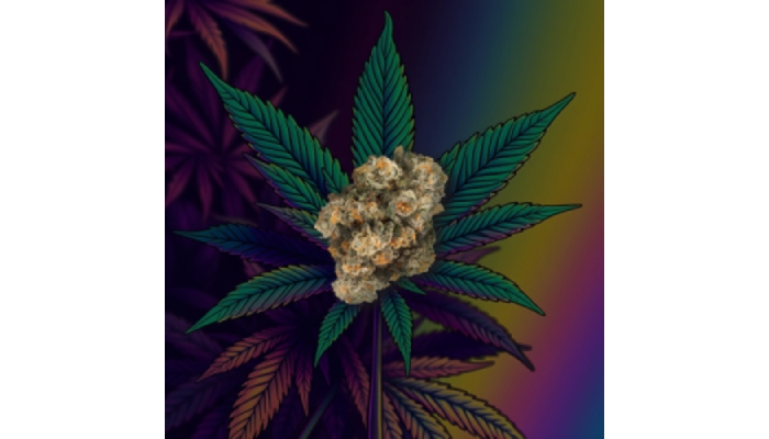 How to Verify CBD Flower Online Canada Products
