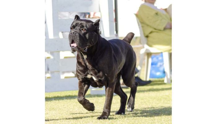 How to Read Dog Body Language: Advice from a Dog Bite Prevention Expert?