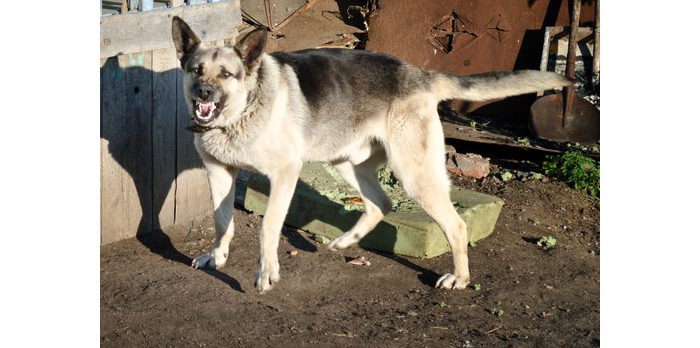 How A Dog Bite Prevention Expert Can Protect Your Family?