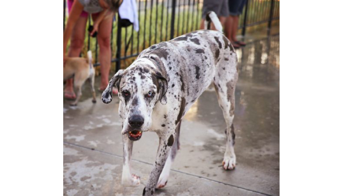 5 Signs You Need a Dog Behavior Expert Witness