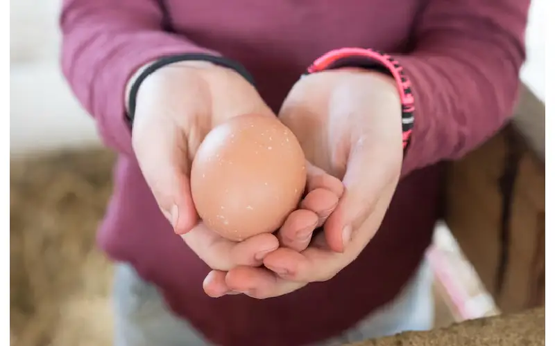 How to Apply for an Egg Donor Program in San Diego?