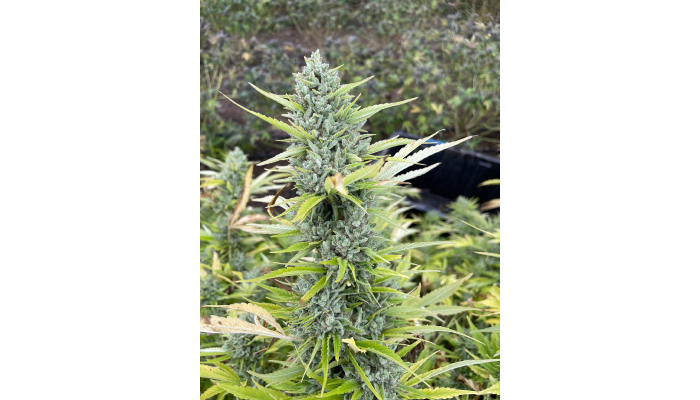 How to Choose Top-Rated THCA Pre-Rolls for Beginners?