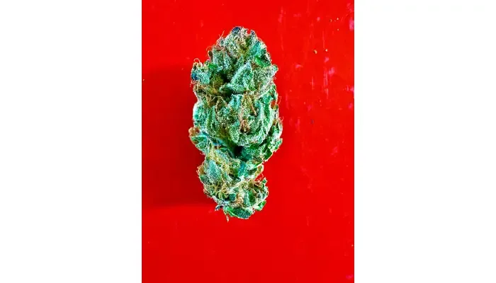 How to Compare Sungrown THCA Buds Online?